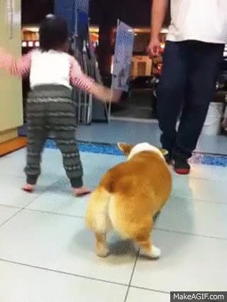 corgi es la raza del perro,twerking,perrear,bailar,perro,movimiento