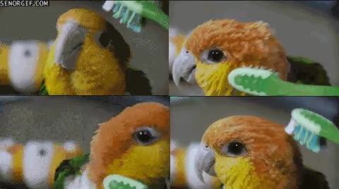 cepillo de dientes,cepillar,rascar,loro,muy regalado el animal