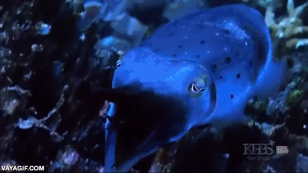 cambio de color extraño,sepia rara,cuttlefish,criatura