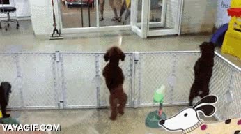 impaciente,perro,movimiento de piernas,lavabo,esperar,ansias,bailecito