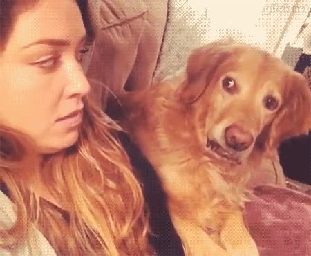 Le acabo de decir al perro que lo vamos a castrar y creo que no le ha hecho mucha gracia también puede ser le haya salido una pantalla azul en el cerebro,chica,mirar,fija,mirada,perro,castrar