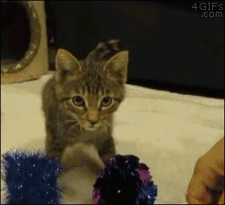 pompones,sin patas delanteras,gato,jugar,superaci&oacute;n