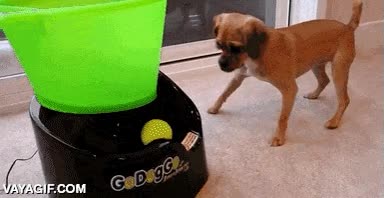 salir corriendo,atento,pelota,lanzar,v&iacute;deo,perro,divertido