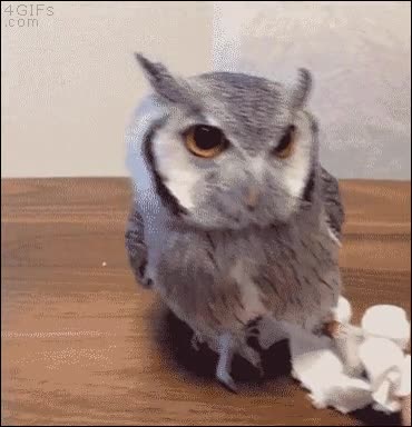 garra,agarrar,no soltar,testarudo,lechuza,buho