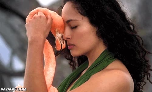 que est&aacute; pasando,flamenco,pobre animal,al menos pilla m&aacute;s que yo,chica