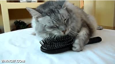 amor al se&ntilde;or peine,rascarse,cepillo,peine,gato,no necesita a nadie,autosuficiente