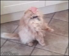 en la cara,jam&oacute;n dulce,loncha,se ha bugeado,Gato,resetear,comida,dormido,atrapado