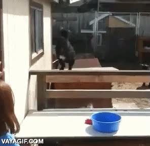 ninja,apoyarse en pared,saltar,comer,plato,comida,cabra,parkour