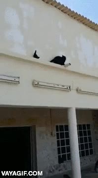 cornisa,girar,dar la vuelta,gato,paloma,de espaldas