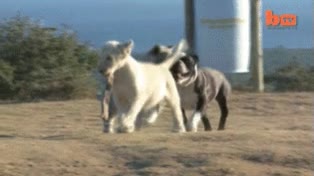 correa,llevar,sacar a pasear,leon,cachorro,cuando crezca igual se lo come