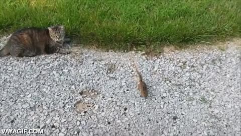 pudiendo haber huido,vacilar,ardilla,gato,al final acabar&aacute; mal