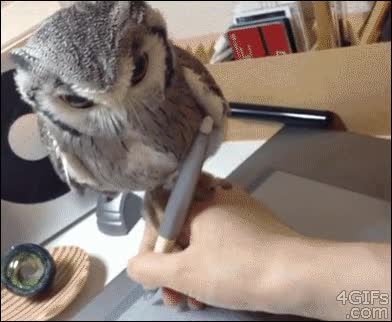 encima,lechuza,buho,tableta grafica,dibujo,dibujar,mano