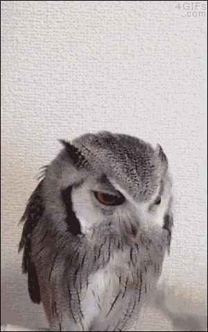 fail,caer,pluma,coger,pillar,intento,intentar,lechuza,buho