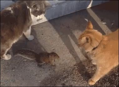 echar la culpa,enfadarse,enfadado,gatos,ardilla