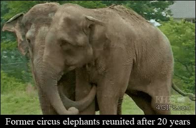 emotivo,reencontrarse,reencuentro,de circo,antiguos,amigos,elefantes,abrazo