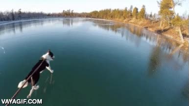 patinar,correr,perro,el perro de jesucristo?,hielo muy fino,jugarsela