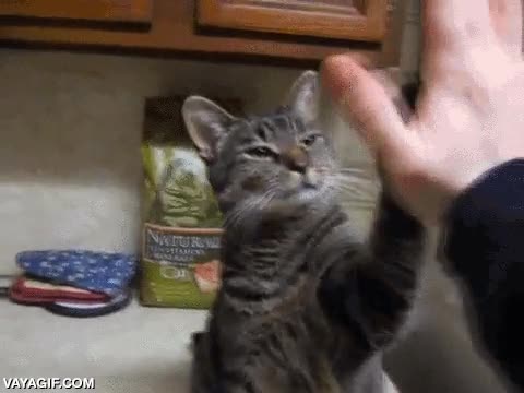 muy despacito,chocala,chocar los cinco,high five,gato
