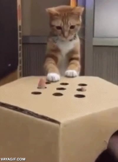 whack'a'mole,jugar,gato,entretenido forever,juego,caja