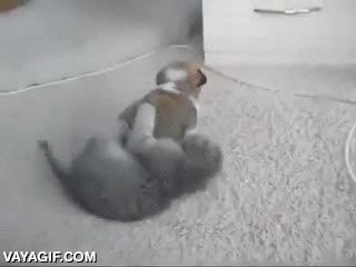 mal genio,enfadado,enfadarse,jugar,gato,perro