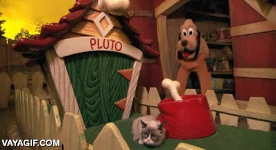 gato,perro,caseta,disney,pluto,grumpy cat