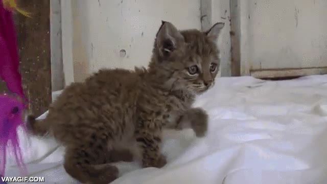 bobcat,lince,rescatado de un incendio,cachorro,cria,felino,gato