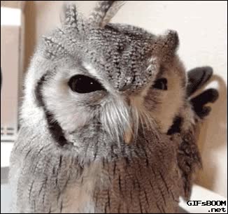 parecen cuernos,plumas,levantar,lechuza,buho