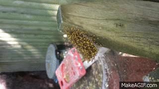 soplar,un lanzallamas por favor,ara&ntilde;as,socorro