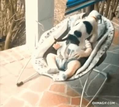 perro,animal,beb&eacute;,monada,cachorro