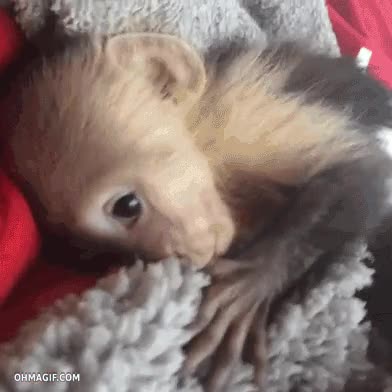 bebe,cria,mono,animal,fauna