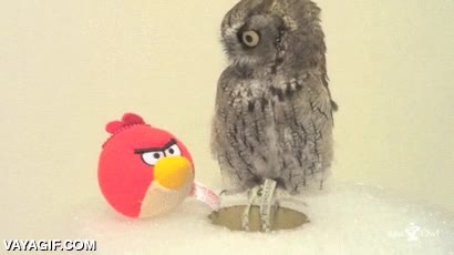 flipar,mirar,lechuza,buho,rojo,angry birds,pajaro