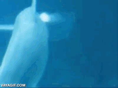 jugar,agua,burbujas,aire,anillos,aros,delf&iacute;n