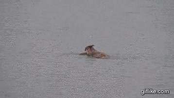 espero que pudiera salir,agua,caer,lechuza,buho,pajaro acuatico