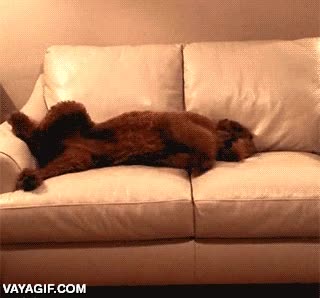 ayudarse,perros,preocupado,se ayudan,perro,despertar