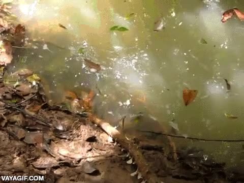 atacar,darle en la cara,narices,tocar,palo,serpiente,merecido