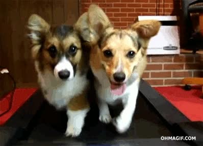 ejercicio,animal,monada,adorable,cinta de caminar,perro