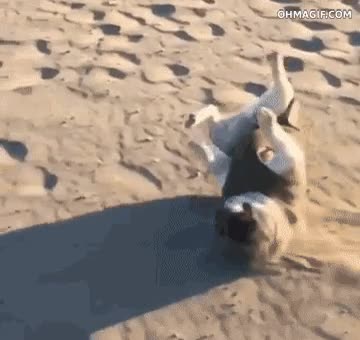 fail,playa,bulldog franc&eacute;s,perro,arena,jugar,adorable,fauna,tropiezo