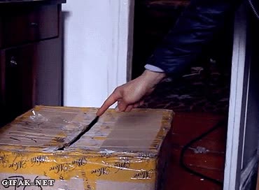 no tocar,atacar,saltar,caja,gatito,gato