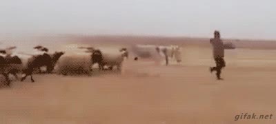 burro,ovejas,soldado,animal,rebaño,chico,ejercito