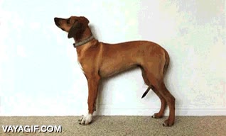 cachorro,perro,timelapse,fotos,secuencia