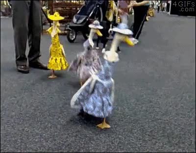 alta costura,perro,perseguir,vestido,pamela,sombrero,ocas