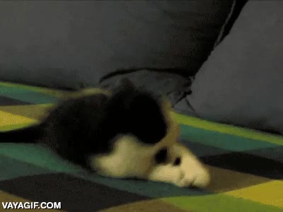 de pie,sobarse,dormir,frito,quedarse dormido,gato,gatito,cansancio,trabajo