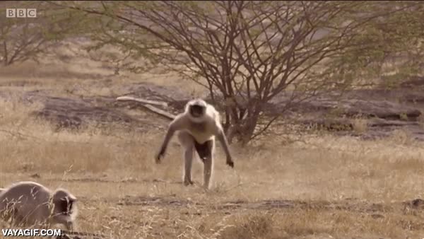 do a barrel roll,en marcha,agilidad,mono,voltereta,acrobacia