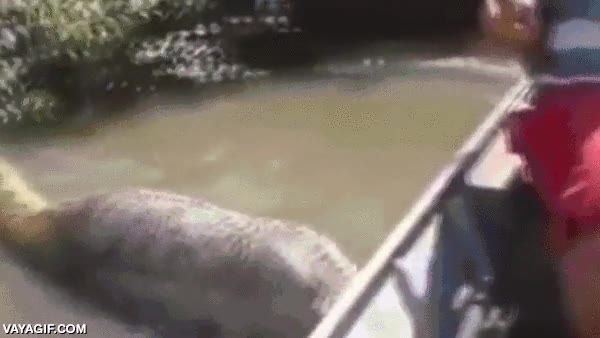 Típico, ir con la barca recorriendo el Amazonas y encontrarte una anaconda de varios metros remo,barca,gigante,amazonas,brasil,anaconda,serpiente,más miedo