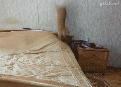 5 minutos m&aacute;s,sobresalto,llegar,saltar,gato,salto,cama,tarde