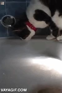 monstruo acuatico,pie,susto,resbalar,fail,baño,bañera,gato