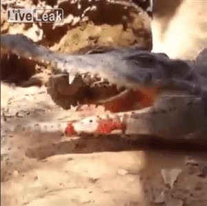 cocodrilo,caiman,y cierra la boca despacito,perdiz,pajaro,meter la cabeza