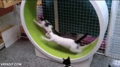 puntero laser,punto rojo,perseguir,hamster,jugar,rueda,correr