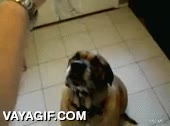 al vuelo,tragar,engullir,perro,entero,burrito,taco,comer