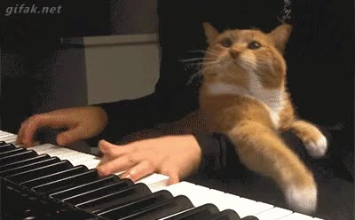 piano,gato,molestar,encima,incordiar,intentar hacerle parar,tocar