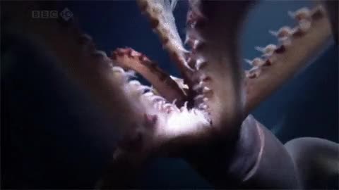 Nunca me hubiera imaginado que una sepia pudiera ser tan aterradora dentados,menudo susto para el cámara,dientes,sepia